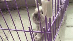 邂逅愚人节!别被兔兔蠢萌的外表所迷惑!