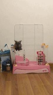 邂逅愚人节!别被兔兔蠢萌的外表所迷惑!