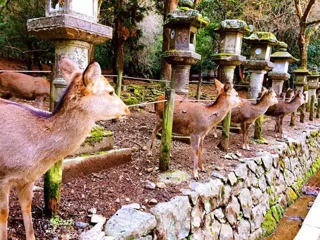 日本奈良看小鹿,日本奈良看小鹿视频