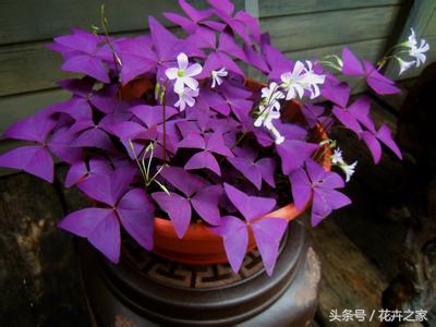 教你快速识别常见易混淆的花卉,教你辨别多种春季常见花