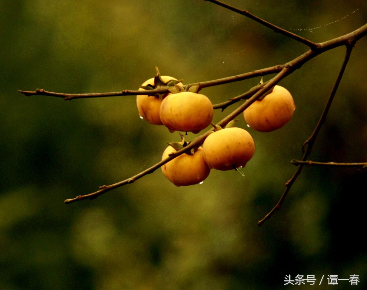 农村野生山珍美味,小时候吃过的农村野果