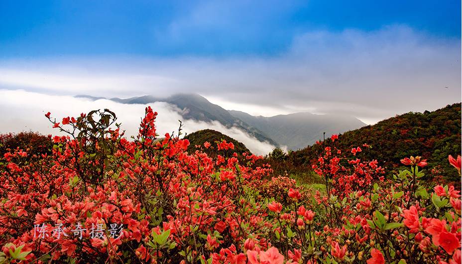 满山的杜鹃红艳艳纯音乐,满山杜鹃红艳艳