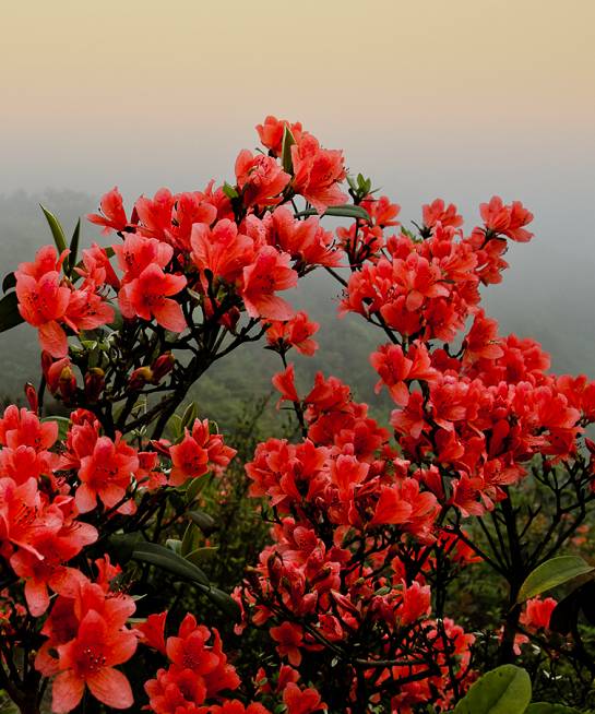 满山的杜鹃红艳艳纯音乐,满山杜鹃红艳艳