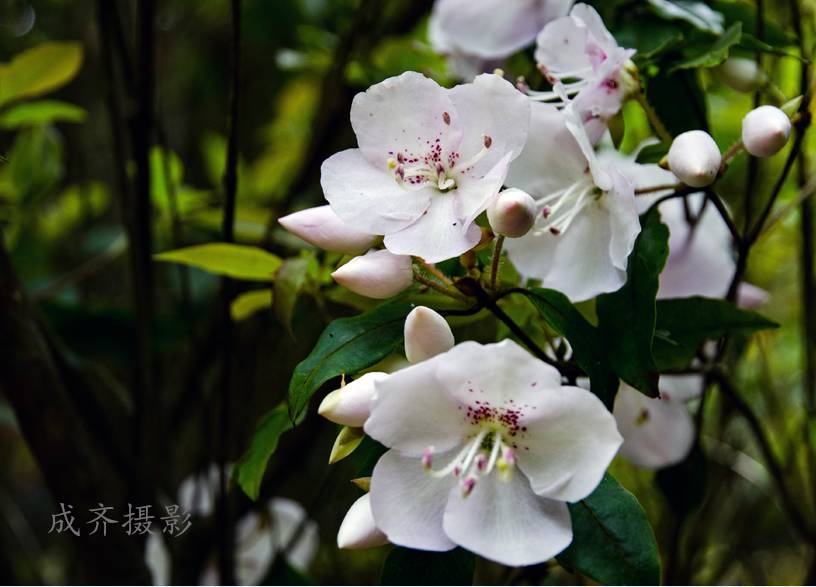 满山的杜鹃红艳艳纯音乐,满山杜鹃红艳艳