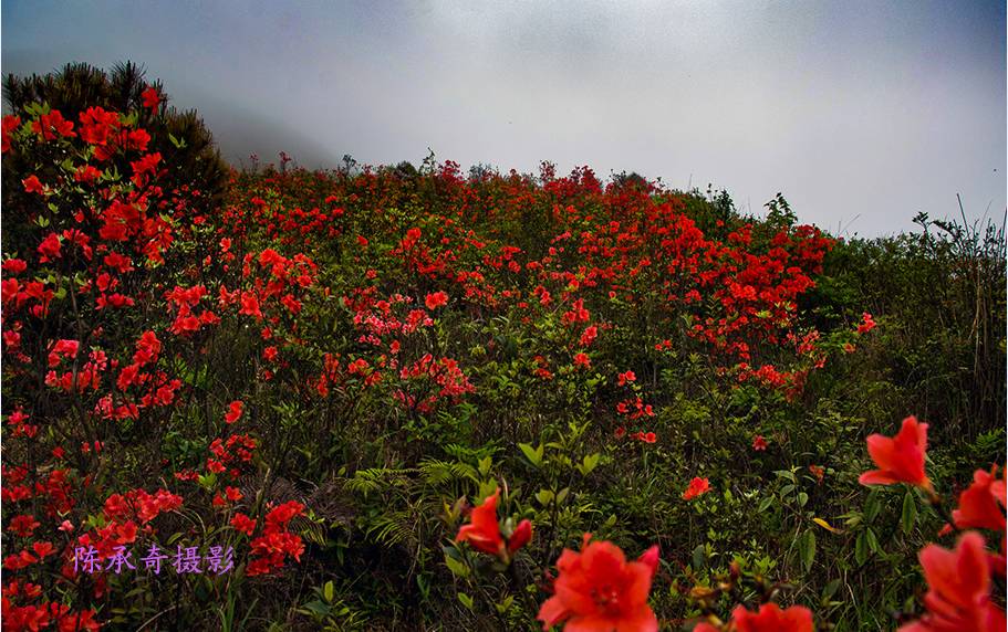 满山的杜鹃红艳艳纯音乐,满山杜鹃红艳艳
