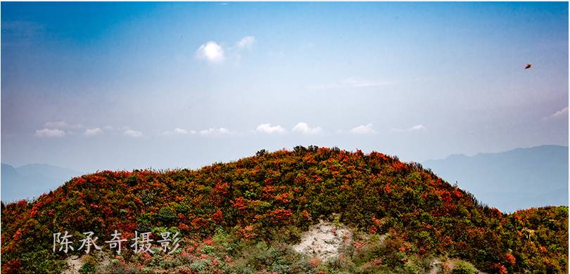 满山的杜鹃红艳艳纯音乐,满山杜鹃红艳艳