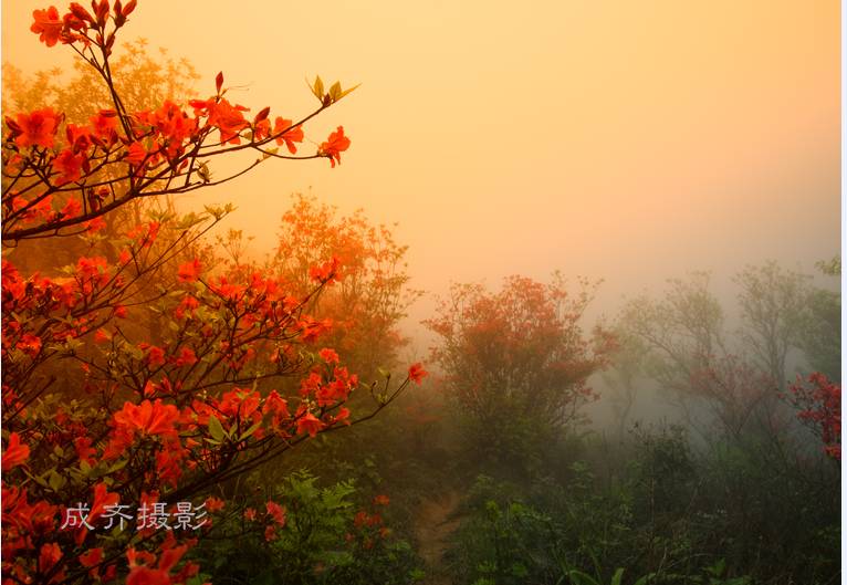满山的杜鹃红艳艳纯音乐,满山杜鹃红艳艳