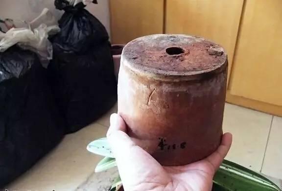 怎样让换盆君子兰快速服盆,给君子兰换盆要注意些什么