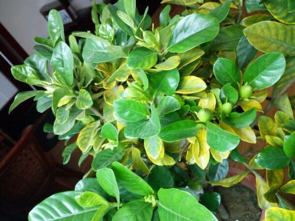 栀子花叶发黄用磷酸二氢钾行吗,栀子花开花时可以加磷酸二氢钾吗