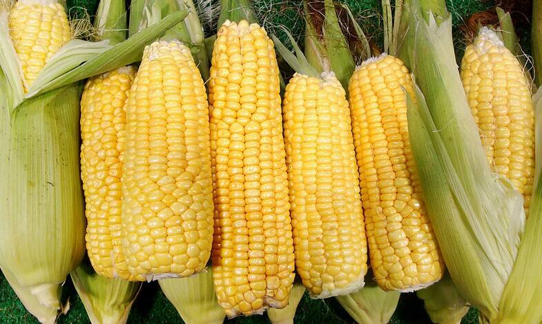 明天玉米价格上涨还是下跌,玉米价格下跌的原因