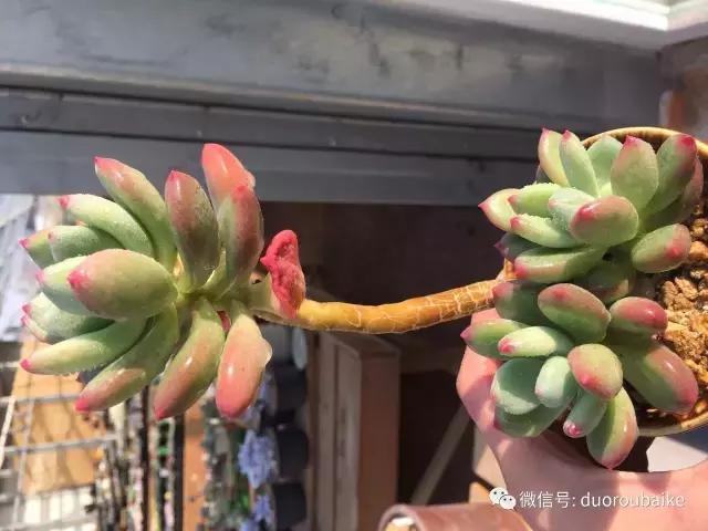 一入肉坑深似海下一句,一入肉坑深似海