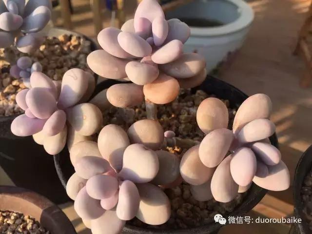 一入肉坑深似海下一句,一入肉坑深似海