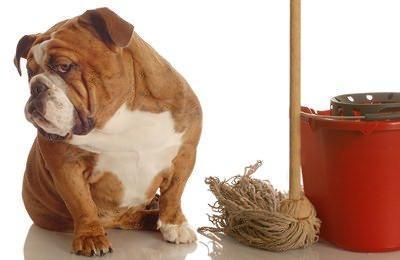 道格训犬,如何训练狗狗定点大小便成年犬