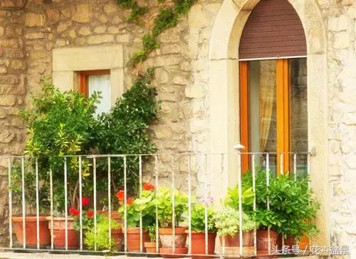 阳台养花品种推荐,适合阳台养花是哪些品种