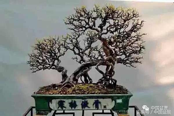 雀梅盆景图片欣赏设计,大坨坨雀梅盆景