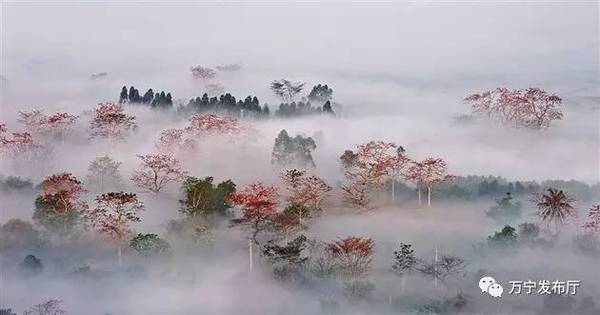 木棉花礼赞作文,木棉花之语