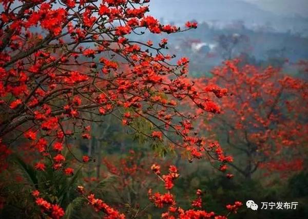 木棉花礼赞作文,木棉花之语