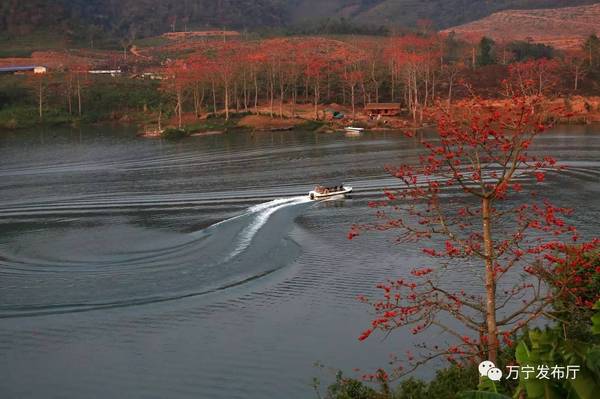 木棉花礼赞作文,木棉花之语