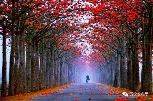 木棉花礼赞作文,木棉花之语