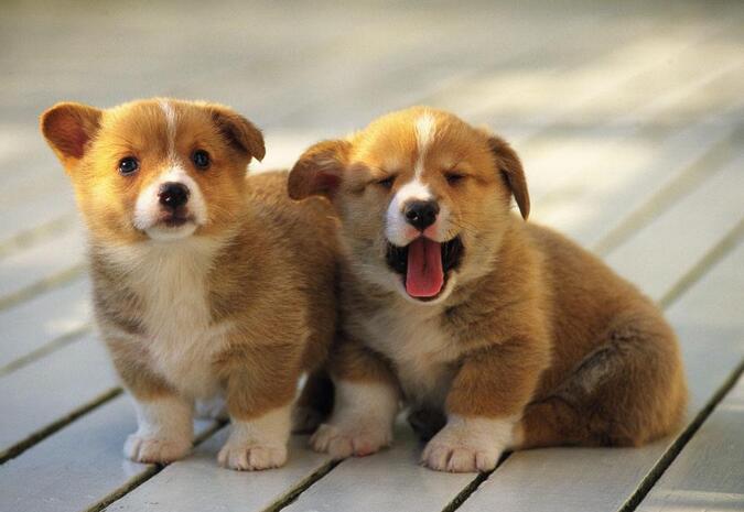 被狗咬了会得白癜风吗,被狗咬伤会不会感染白癜风