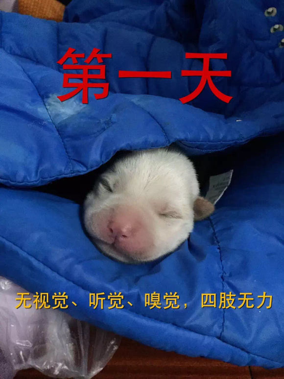 捡到了流浪狗怎么养,流浪小奶狗刚到家怎么养