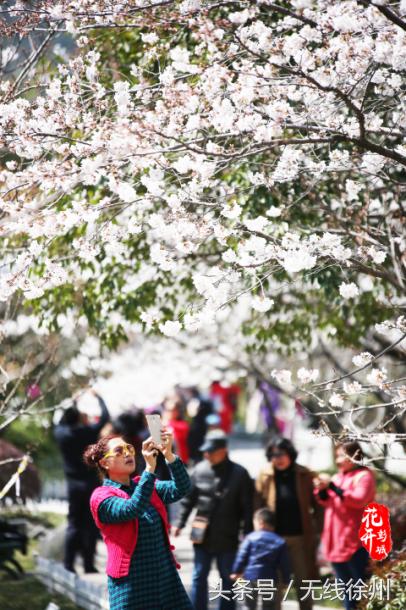 最美人间四月天花开如梦,最美人间四月天书香浸润满校园