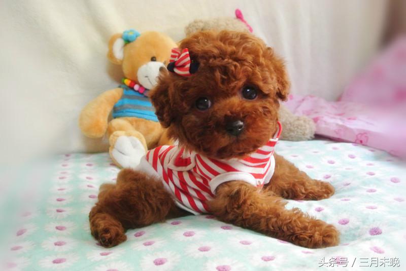 狗狗比较贵的排名,盘点那些超好看的狗狗价格还不贵