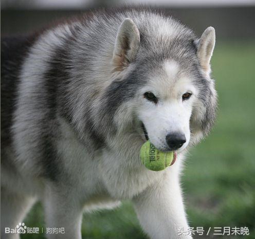 狗狗比较贵的排名,盘点那些超好看的狗狗价格还不贵