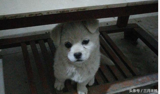 狗狗比较贵的排名,盘点那些超好看的狗狗价格还不贵