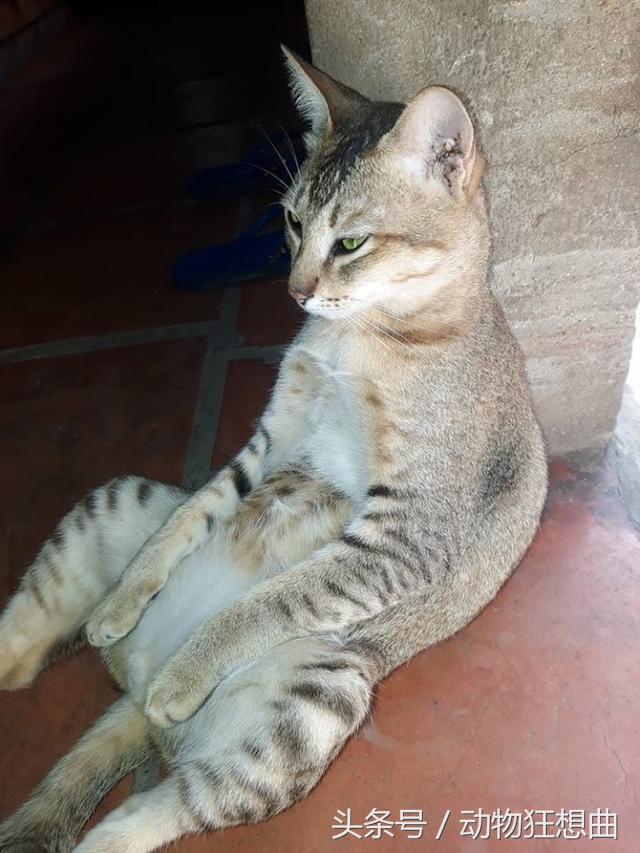 猫咪被割了蛋需要怎么护理,猫咪割了蛋还会打架吗