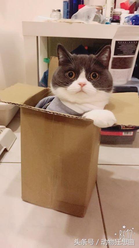 猫咪被割了蛋需要怎么护理,猫咪割了蛋还会打架吗