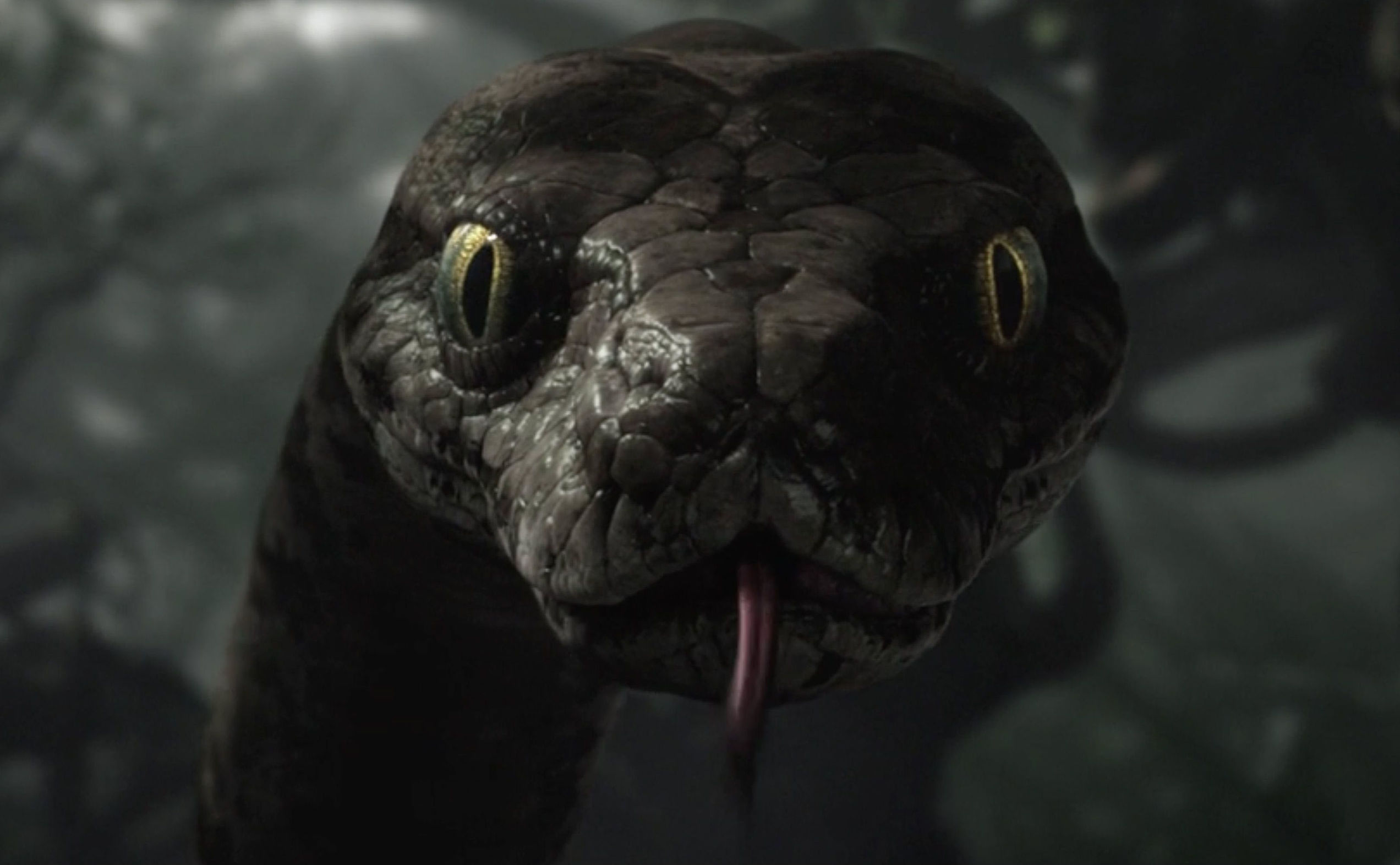 动物世界之澳洲巨蟒,动物世界之巨型蟒蛇