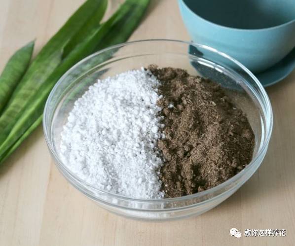 虎尾兰烂根后的花盆和土还能用吗,虎尾兰枯萎了