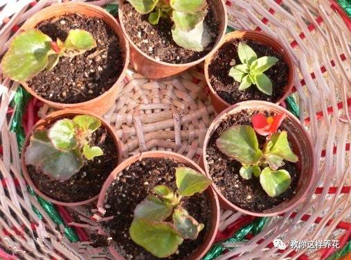 虎尾兰烂根后的花盆和土还能用吗,虎尾兰枯萎了