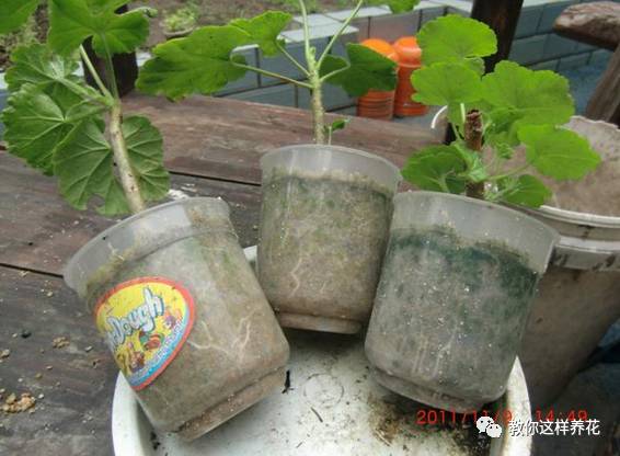 虎尾兰烂根后的花盆和土还能用吗,虎尾兰枯萎了