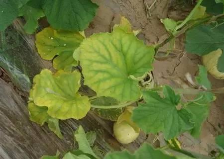 叶面肥的10大优点,什么是真正的叶面肥