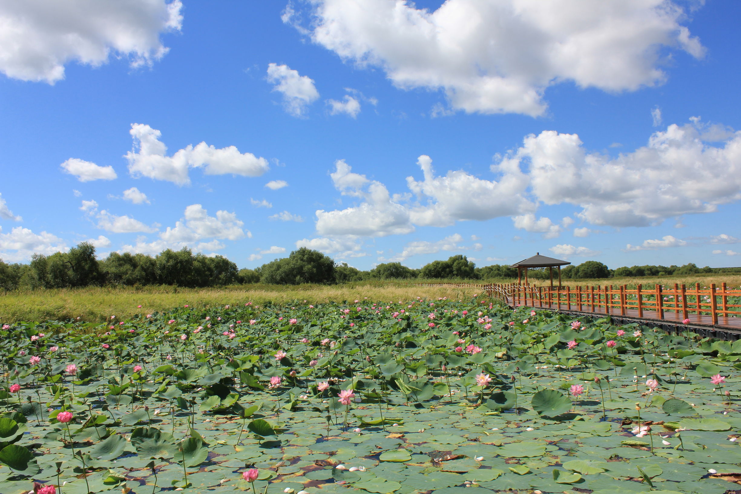 中国最大的江中岛排名,中国江中岛