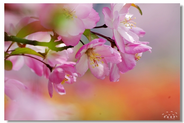 西安牡丹苑花还开着没,西安垂丝海棠哪里有卖