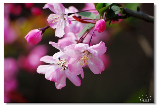 西安牡丹苑花还开着没,西安垂丝海棠哪里有卖
