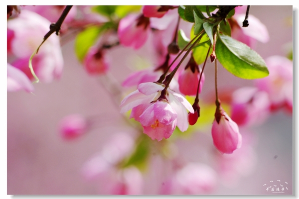 西安牡丹苑花还开着没,西安垂丝海棠哪里有卖