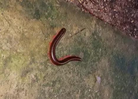 农村十分常见动物,雷州最稀有的动物