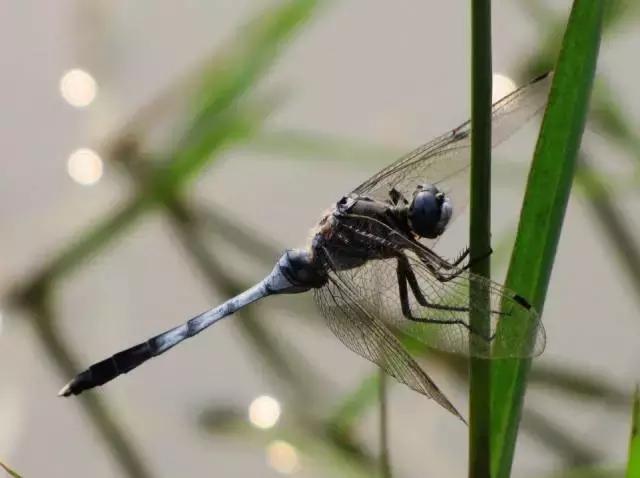 农村十分常见动物,雷州最稀有的动物