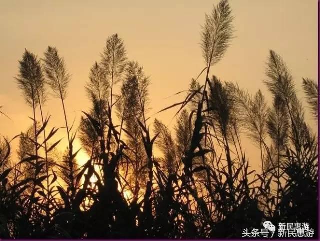 沙家浜，竹林幽径渔翁垂钓芦荡涛声