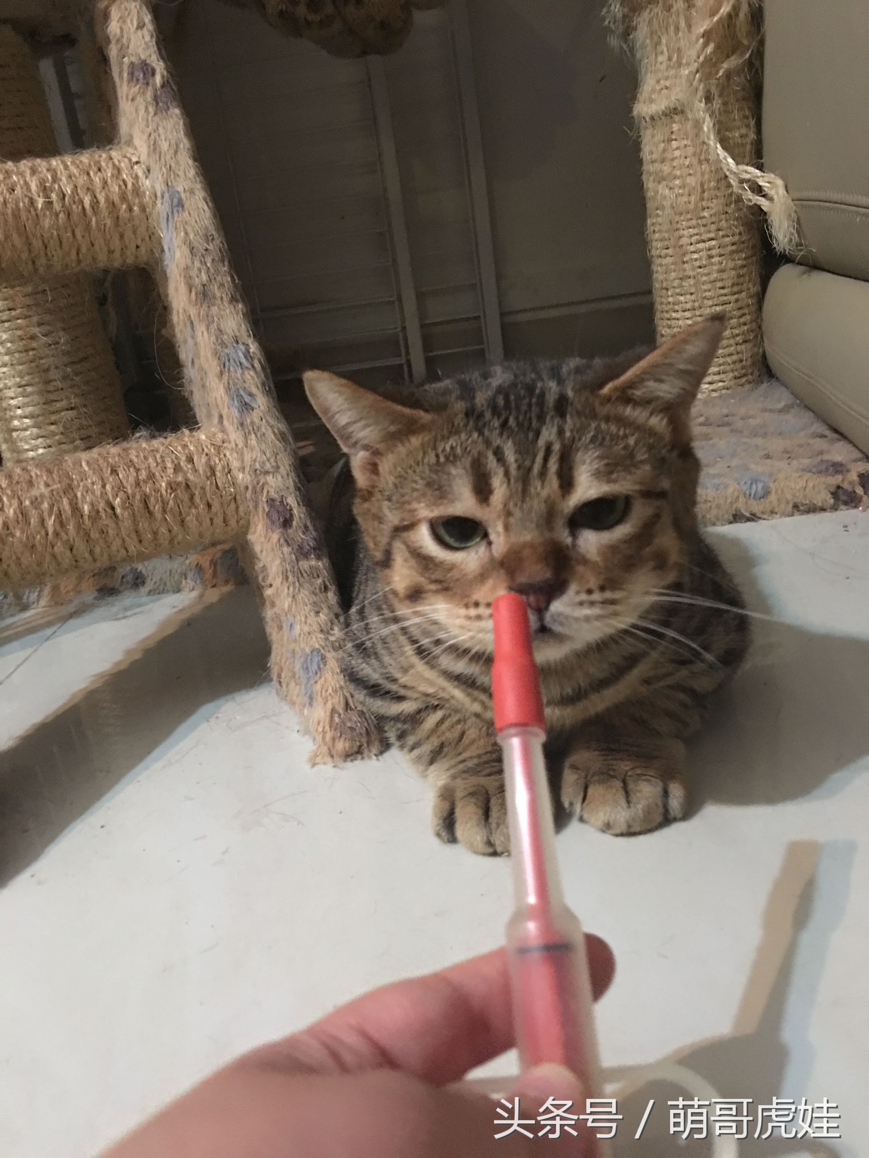 家里小馋猫,家里的小馋猫