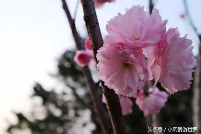 不用去日本深圳就能看樱花,日本樱花必看