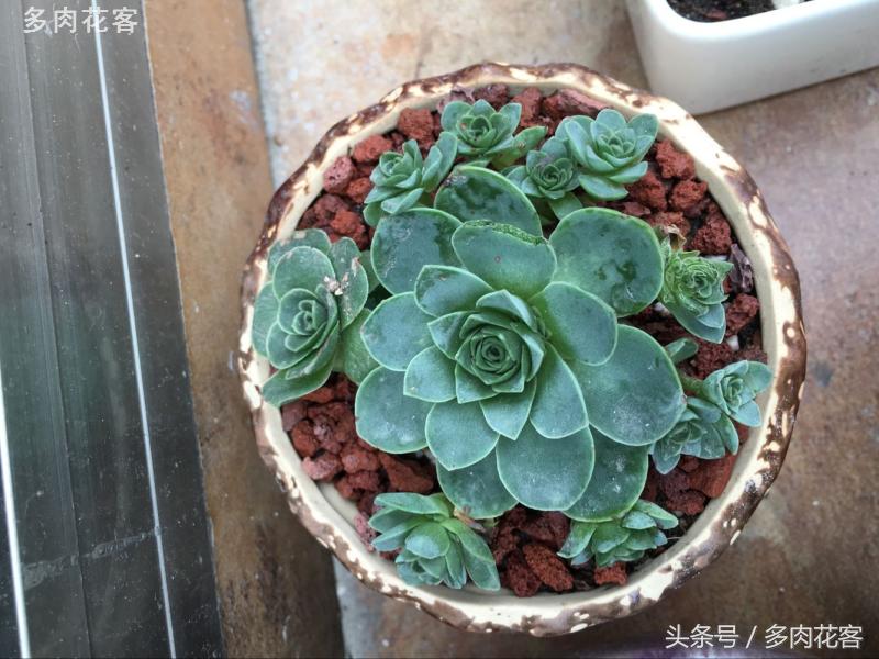 有一种肉肉叫做别人家的多肉第9期简月的肉肉