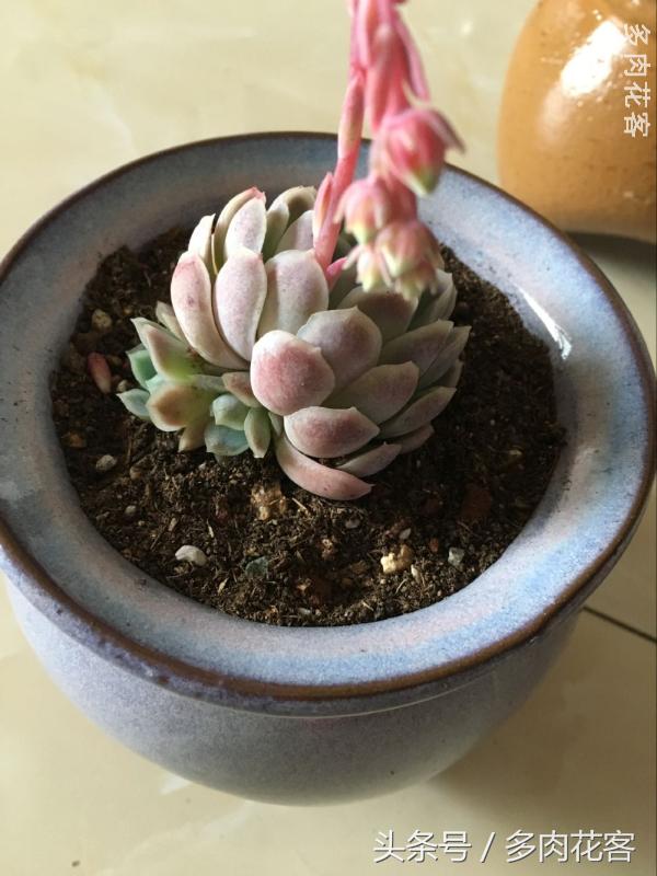 有一种肉肉叫做别人家的多肉第9期简月的肉肉