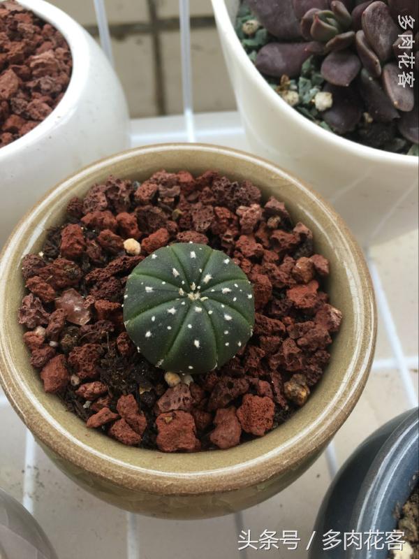 有一种肉肉叫做别人家的多肉第9期简月的肉肉