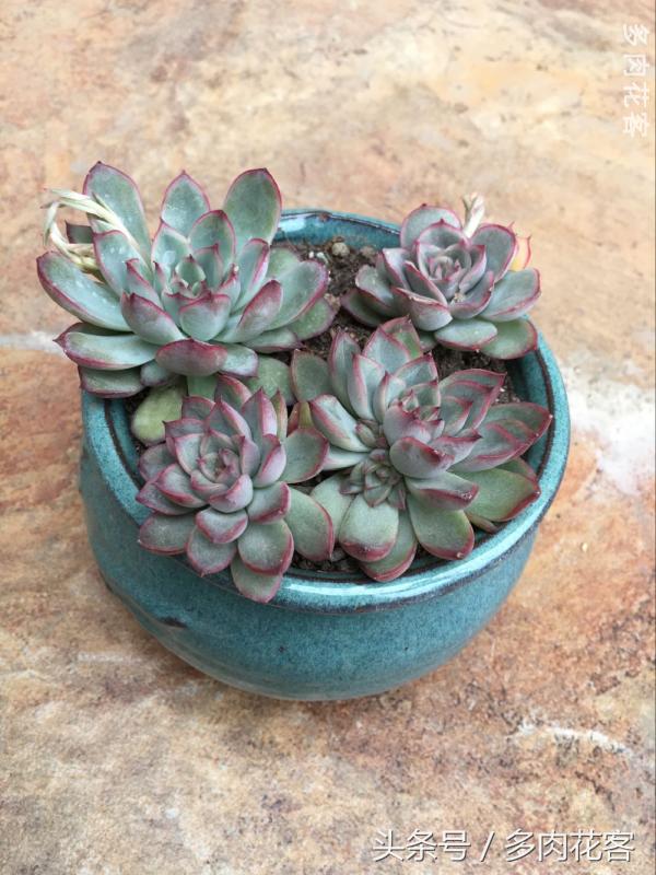 有一种肉肉叫做别人家的多肉第9期简月的肉肉