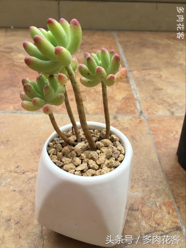 有一种肉肉叫做别人家的多肉第9期简月的肉肉